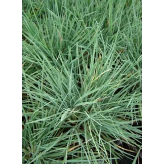 Koeleria glauca 'Coolio' - Deres fényperje
