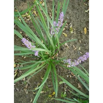 Liriope muscari - Gyöngyikés gyepliliom