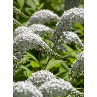 Lysimachia clethroides - Kelet-ázsiai lizinka