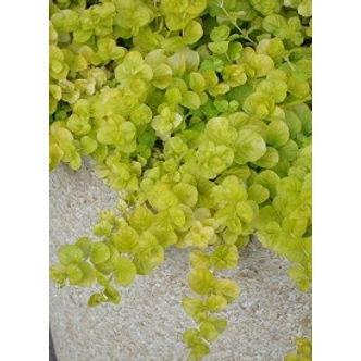 Lysimachia nummularia 'Aurea' - Pénzlevelű lizinka Lysimachia nummularia 'Aurea' - Pénzlevelű lizinka