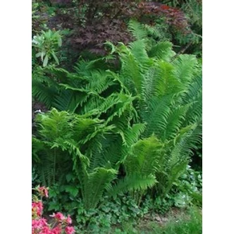 Matteuccia struthiopteris - Európai struccpáfrány