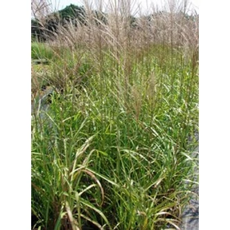 Miscanthus sinensis 'Augustfeder' - Molnárpántlika (drapp)