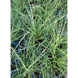 Miscanthus sinensis 'Little Zebra' (R) - Molnárpántlika (sárgásfehér) Miscanthus sinensis 'Little Zebra' (R) - Molnárpántlika (sárgásfehér)