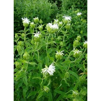 Monarda 'Schneewittchen' - Méhbalzsam (fehér)