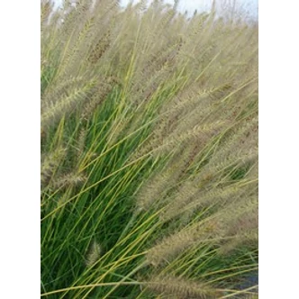 Pennisetum alopecuroides 'Gelbstiel' - Drapp, világos évelő tollborzfű Pennisetum alopecuroides 'Gelbstiel' - Drapp, világos évelő tollborzfű