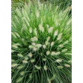 Pennisetum alopecuroides 'Hameln' - Drapp sötétzöld évelő tollborzfű Pennisetum alopecuroides 'Hameln' - Drapp sötétzöld évelő tollborzfű