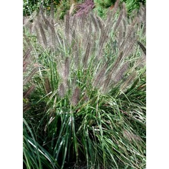 Pennisetum alopecuroides 'Moudry' - Kínai tollborzfű, évelő tollborzfű
