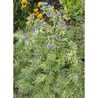 Polemonium 'Stairway to Heaven' - Csatavirág (fehértarka lomb)