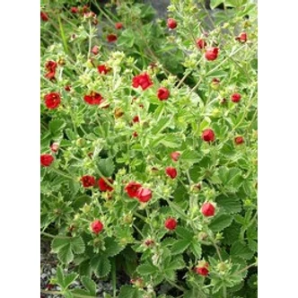 Potentilla atrosanguinea - Bíbor pimpó