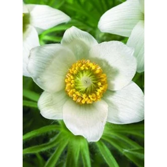 Pulsatilla vulgaris 'Pinwheel White' - Fehér nyugati kökörcsin Pulsatilla vulgaris 'Pinwheel White' - Fehér nyugati kökörcsin