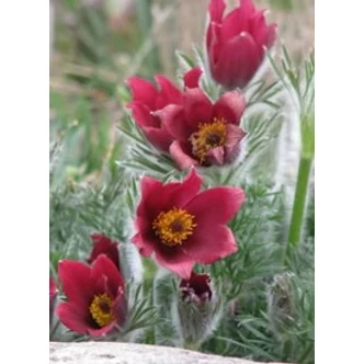 Pulsatilla vulgaris 'Röde Klokke' (syn.: 'Rote Glocke') - Nyugati kökörcsin (piros)