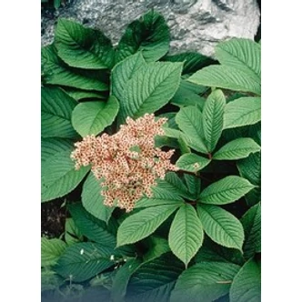 Rodgersia pinnata - Tenyeres tópartifű