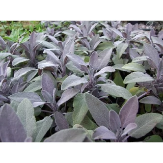 Salvia officinalis 'Purpurascens' - Orvosi zsálya