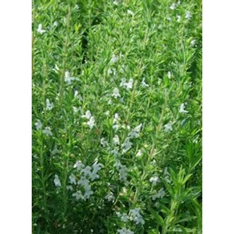 Satureja montana - Borsikafű