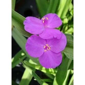 Tradescantia x andersoniana 'Rubra' - Lilásrózsaszín kerti pletyka