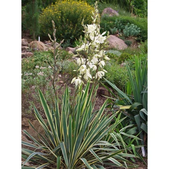 Yucca filamentosa 'Bright Edge' - Fehér tarka levelű kerti pálmaliliom