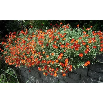 Helianthemum 'Orange Double' - Narancssárga napvirág Helianthemum 'Orange Double' - Narancssárga napvirág