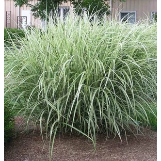 Miscanthus sinensis 'Variegatus' - Barnásbordó lombú molnárpántlika