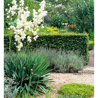 Yucca filamentosa - Kerti pálmaliliom Yucca filamentosa - Kerti pálmaliliom