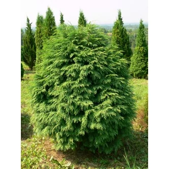 Chamaecyparis lawsoniana 'Globus' - Gömb oregoni hamisciprus Chamaecyparis lawsoniana 'Globus' - Gömb oregoni hamisciprus