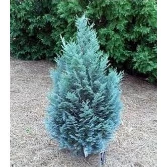 Chamaecyparis lawsoniana 'Van Pelt's Blue' (syn.: 'Pelt's Blue') - Kék oregoni hamisciprus