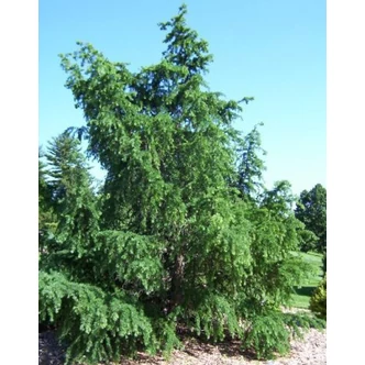 Larix kaempferi 'Diana' – Japán vörösfenyő Larix kaempferi 'Diana' – Japán vörösfenyő