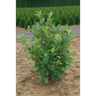 Prunus laurocerasus 'Rotundifolia' - Kereklevelű babérmeggy