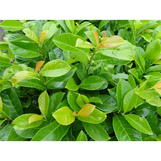 Prunus laurocerasus 'Etna' (syn.: 'Anbri') – Babérmeggy Prunus laurocerasus 'Etna' (syn.: 'Anbri') – Babérmeggy