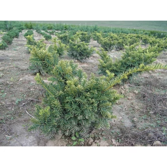 Taxus baccata 'Repandens Aurea' - Terülő tiszafa Taxus baccata 'Repandens Aurea' - Terülő tiszafa