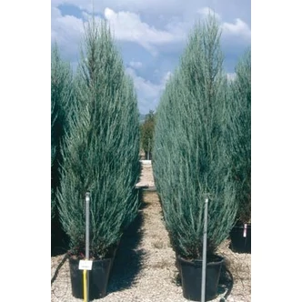 Juniperus virginiana 'Skyrocket' - Rakéta boróka Juniperus virginiana 'Skyrocket' - Rakéta boróka