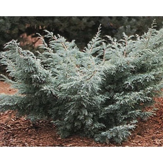 Juniperus virginiana 'Grey Owl' - Kéklombú virginiai boróka Juniperus virginiana 'Grey Owl' - Kéklombú virginiai boróka