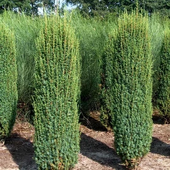 Juniperus communis 'Hibernica' - Ír oszlopos boróka Juniperus communis 'Hibernica' - Ír oszlopos boróka