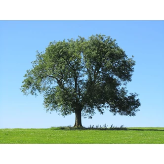 Fraxinus excelsior – Magas kőris