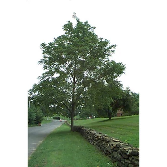 Juglans nigra – Fekete dió