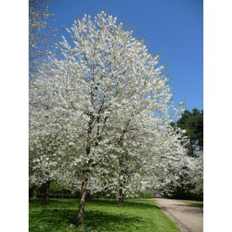 Prunus avium - Vadcseresznye