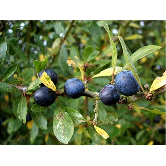 Prunus spinosa - Kökény Prunus spinosa - Kökény