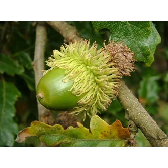 Quercus cerris - Csertölgy Quercus cerris - Csertölgy