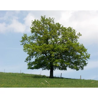 Quercus robur – Kocsányos tölgy Quercus robur – Kocsányos tölgy