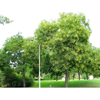 Styphnolobium (Sophora) japonicum - Pagodafa Styphnolobium (Sophora) japonicum - Pagodafa