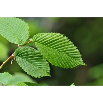 Ulmus laevis - Vénicszil