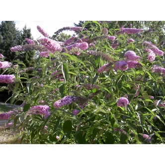 Buddleia davidii - Nyáriorgona