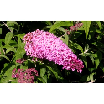 Buddleia davidii 'Pink Delight' - Nyáriorgona (rózsaszín) Buddleia davidii 'Pink Delight' - Nyáriorgona (rózsaszín)