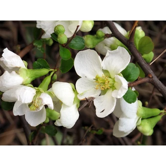 Chaenomeles x superba 'Jet Trail' - Fehér virágú japánbirs Chaenomeles x superba 'Jet Trail' - Fehér virágú japánbirs