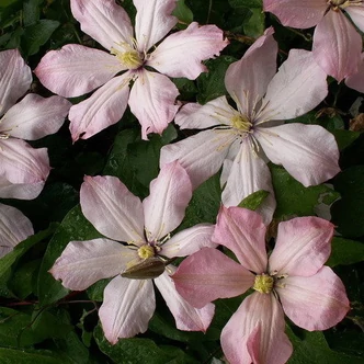 Clematis 'Ai-Nor' – Iszalag (púder rózsaszín virágú)