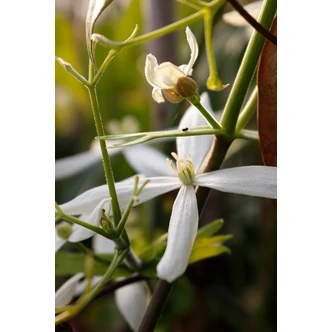 Clematis armandii 'Snowdrift' – Örökzöld fehér iszalag Clematis armandii 'Snowdrift' – Örökzöld fehér iszalag