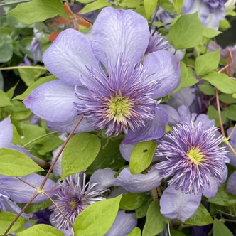 Clematis 'Blue Light' – Iszalag