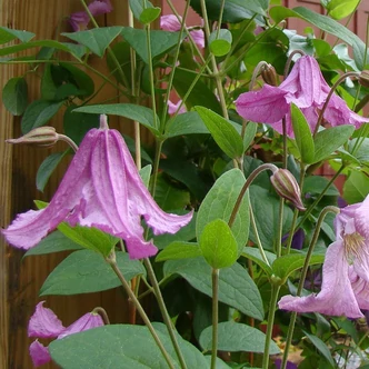 Clematis x diversifolia 'Heather Herschell' – Iszalag