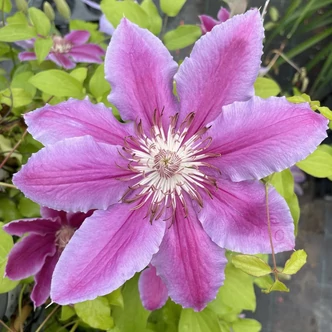 Clematis 'Dr. Ruppel' - Iszalag (sötét rózsaszín, kárminpiros csíkokkal) Clematis 'Dr. Ruppel' - Iszalag (sötét rózsaszín, kárminpiros csíkokkal)