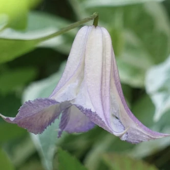 Clematis 'Fairy Slippers' – Iszalag