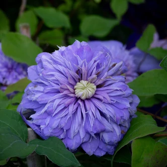 Clematis 'Floral Dance' – Iszalag